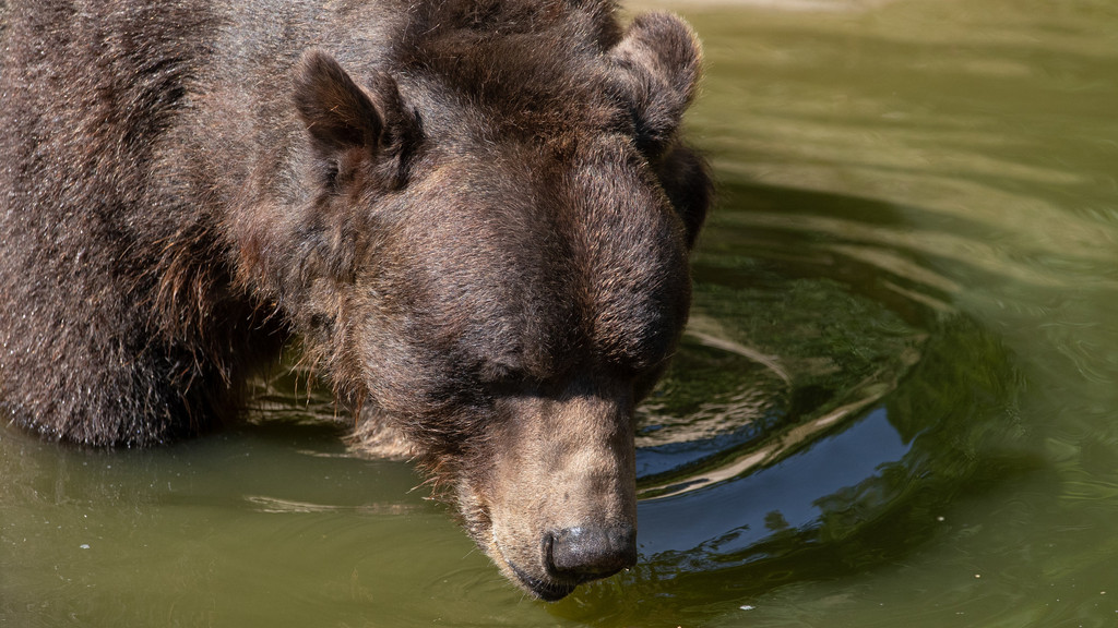 Braunbär Max im Heimat-Tierpark Olderdissen