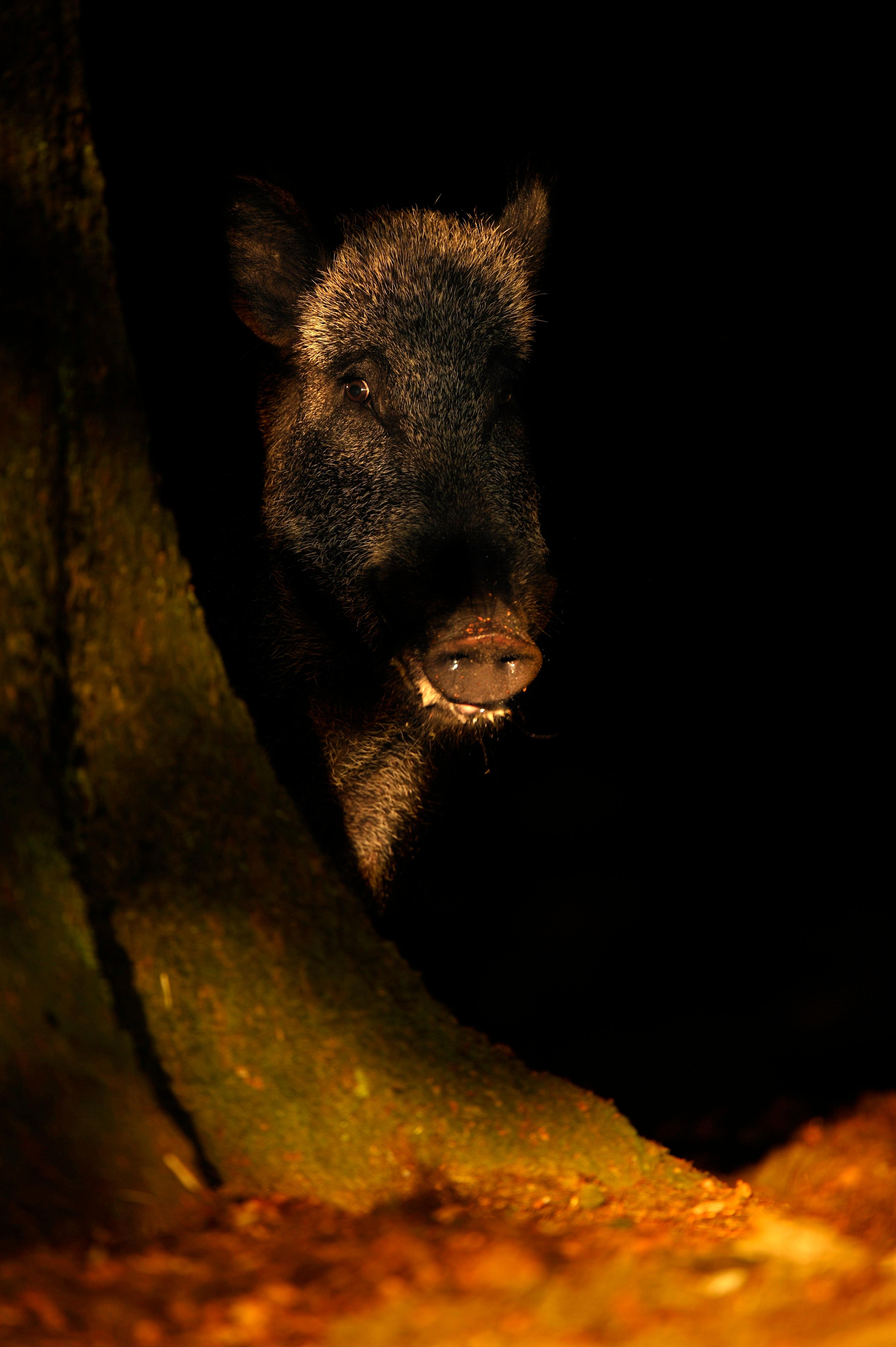 Wildschweinjagd: In Bayern Mit Nachtsichtgerät Erlaubt | BR24