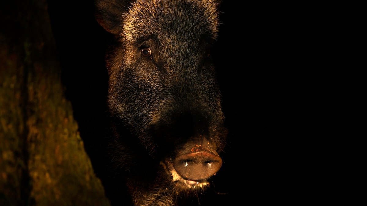 Wildschweinjagd: In Bayern mit Nachtsichtgerät erlaubt