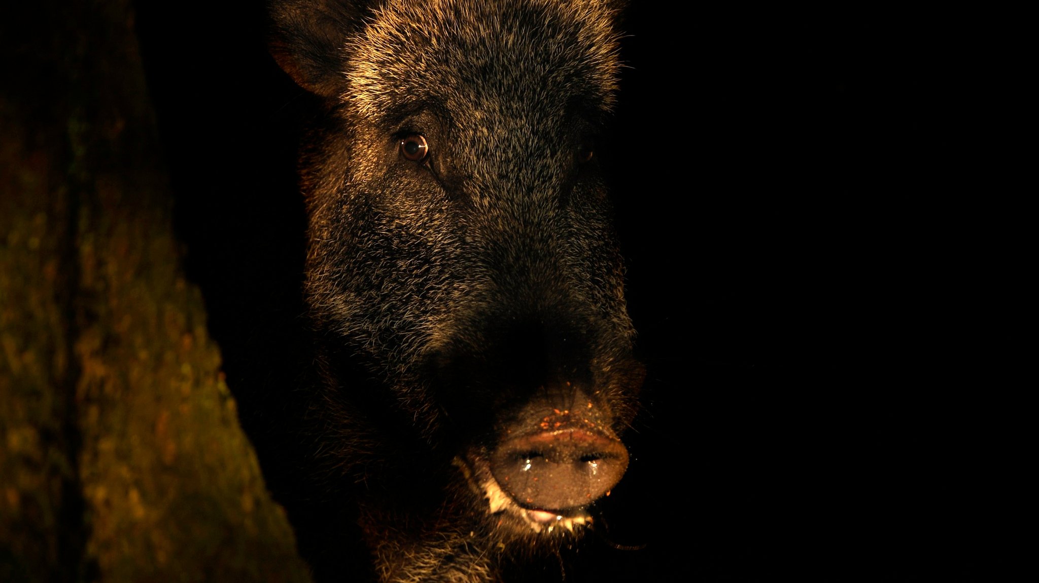 Wildschweinjagd: In Bayern mit Nachtsichtgerät erlaubt