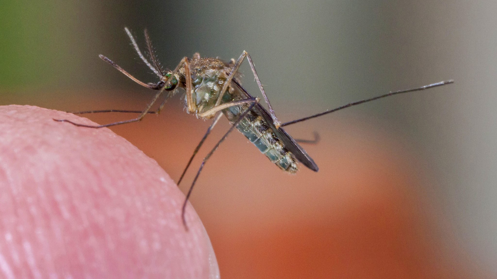 West-Nil-Virus in Bayern: Was man zum Virus wissen muss 