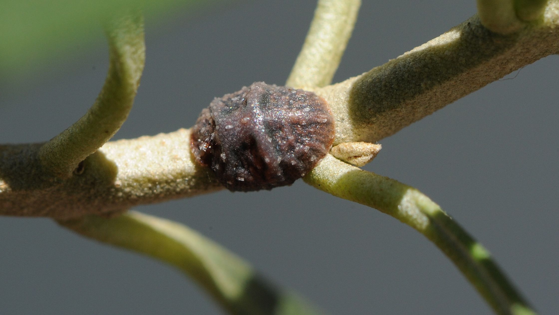eukalyptus zimmerpflanze giftig Eukalyptus Stämmchen - Eucalyptus baby blue main image 1
