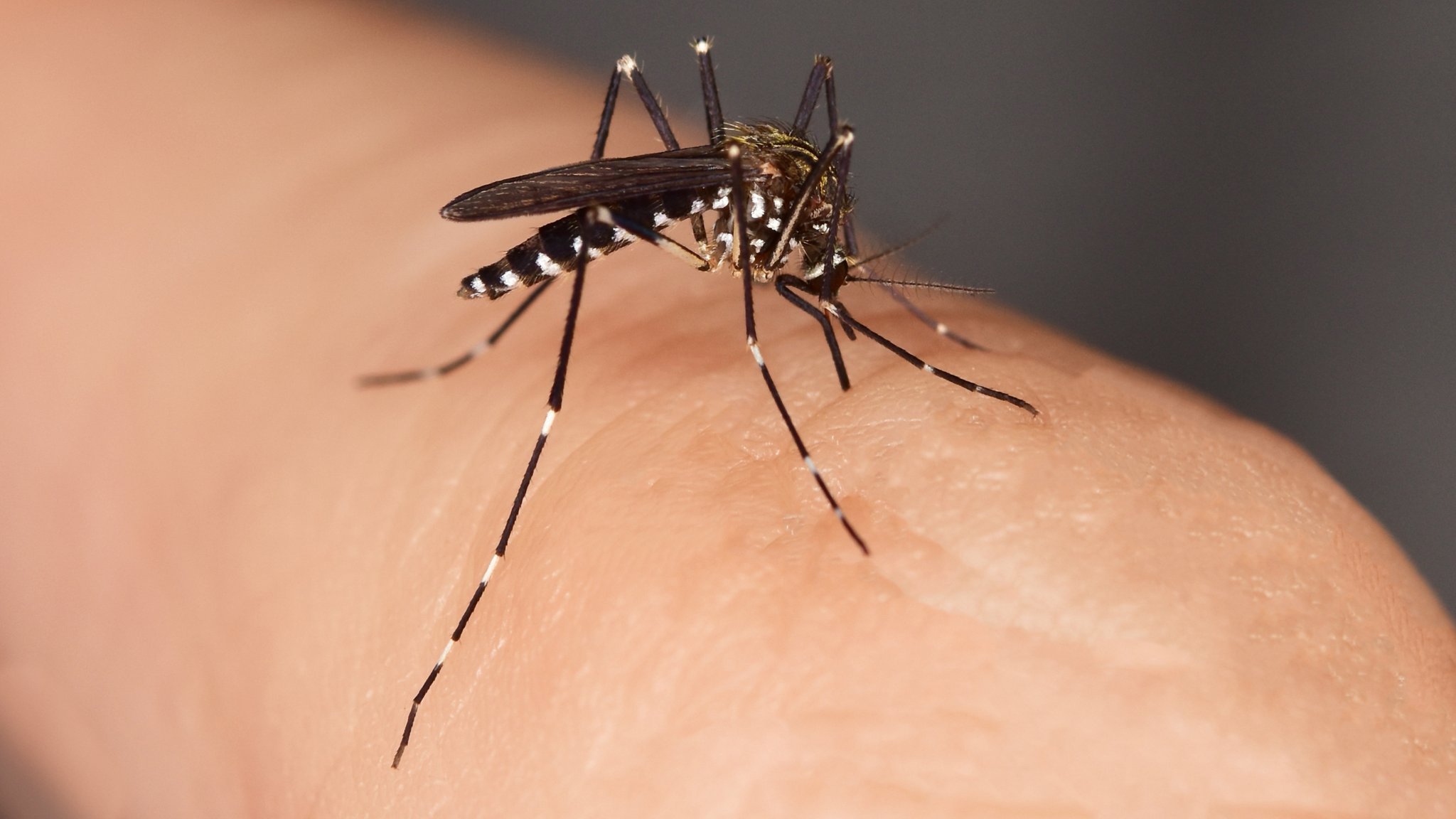 Nahaufnahme einer asiatischen Tigermücke auf einem Finger.