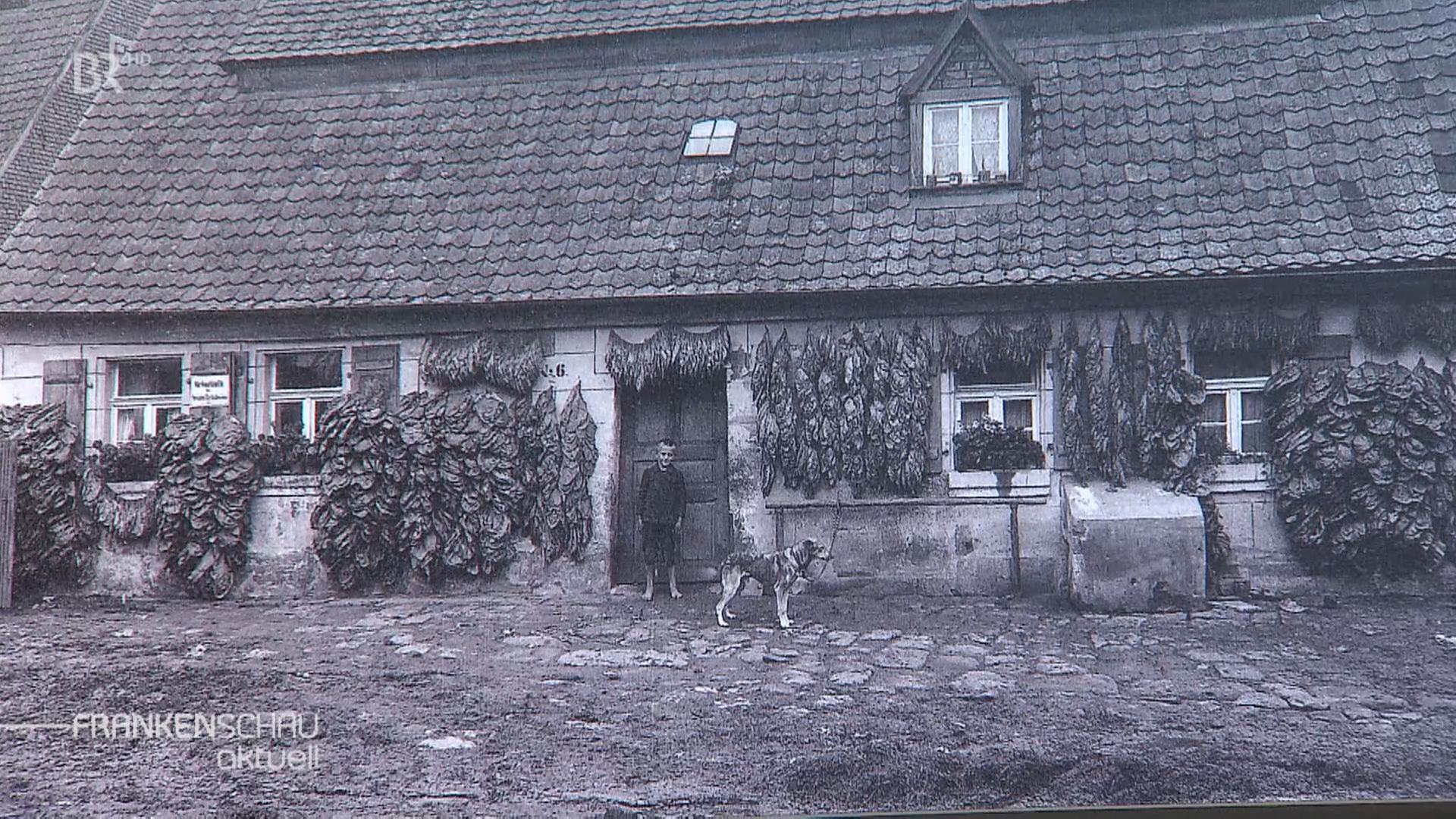 Historisches Foto eines Bauernhauses mit zum Trocknen aufgehängten Tabakblättern.