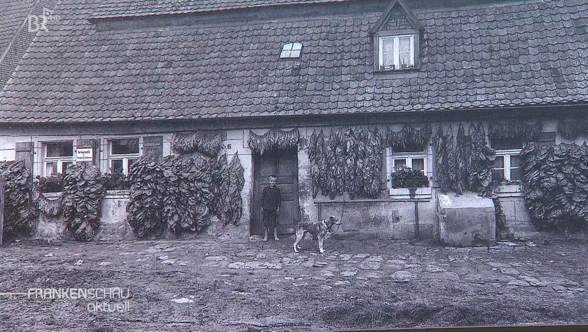 Historisches Foto eines Bauernhauses mit zum Trocknen aufgehängten Tabakblättern.