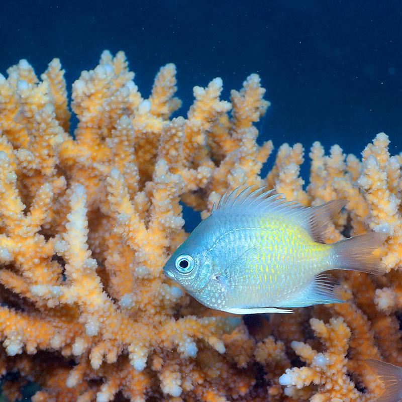 Knurren, Klappern, Brummen - Was Riffgeräusche übers Ökosystem verraten ...