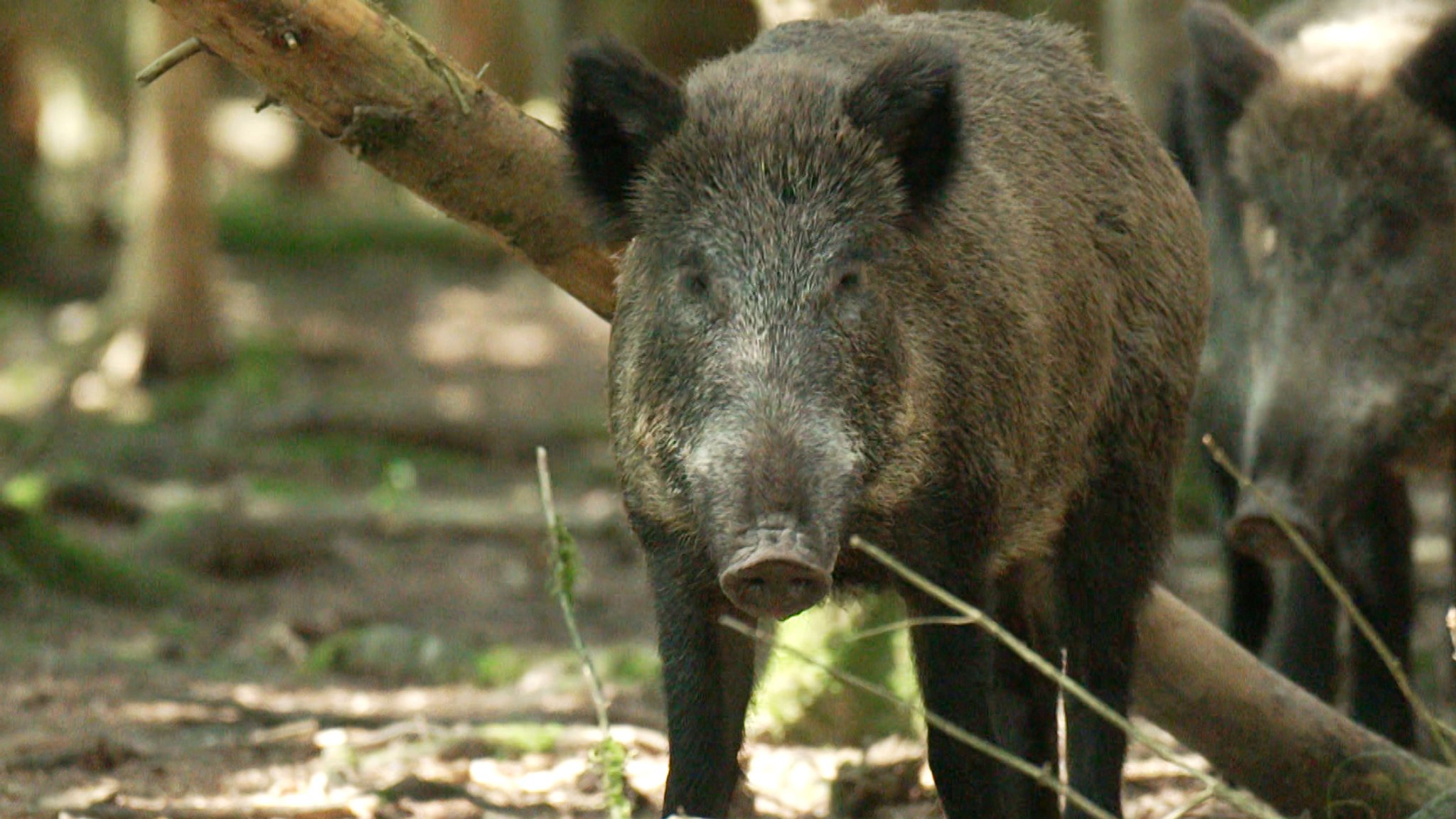 Wildschwein