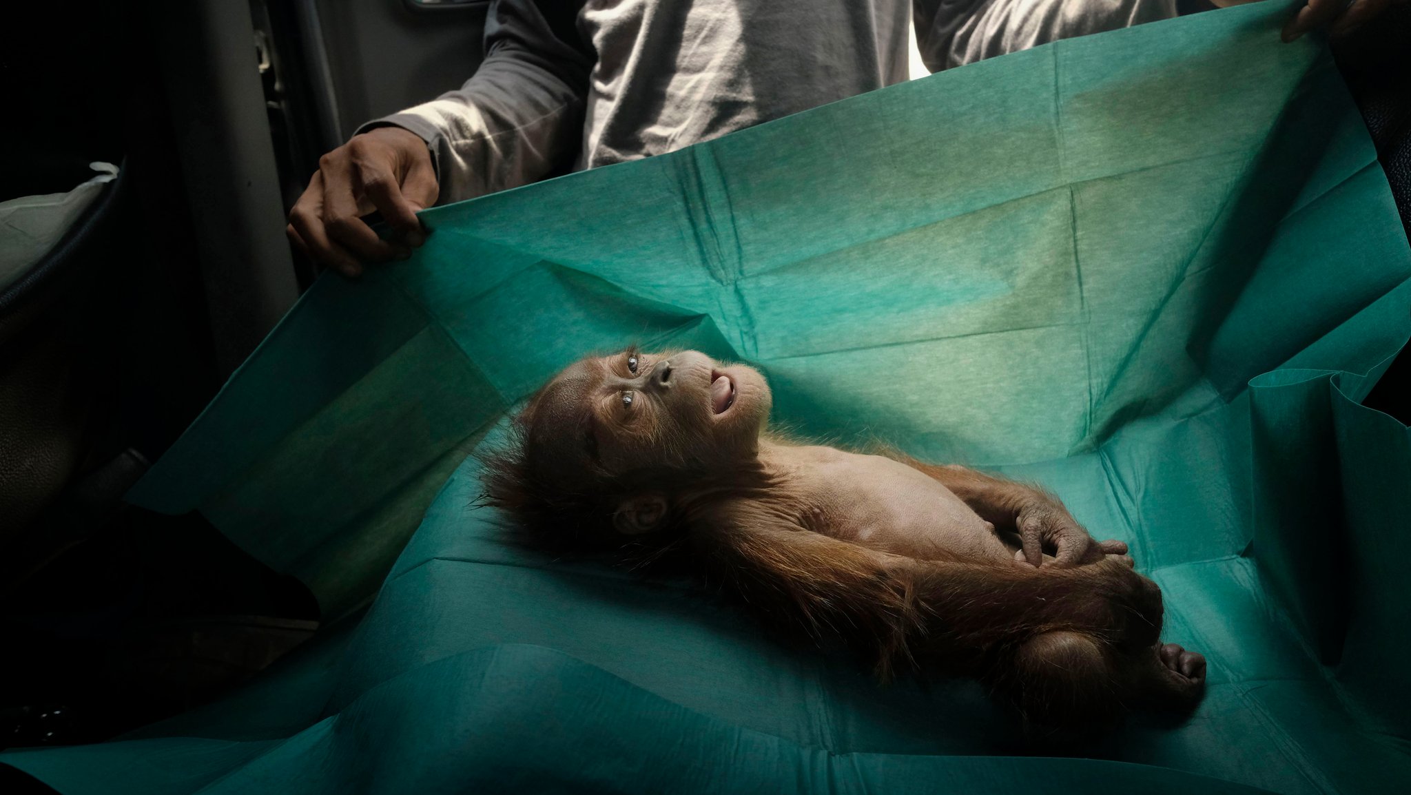 Orang Utans leiden unter der Zerstörung ihres Lebensraums, des Regenwaldes, durch die zunehmende Ausdehung von Minen und Palmölplantagen