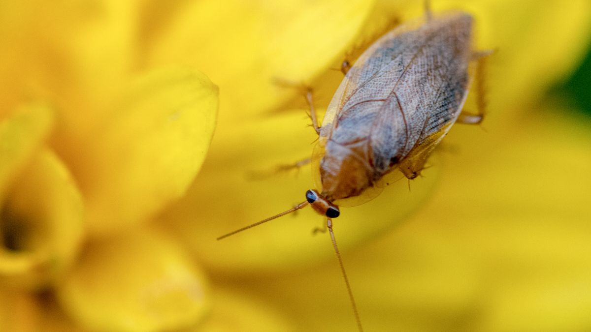 43+ schön Sammlung Kakerlaken Im Garten Wie Sehen