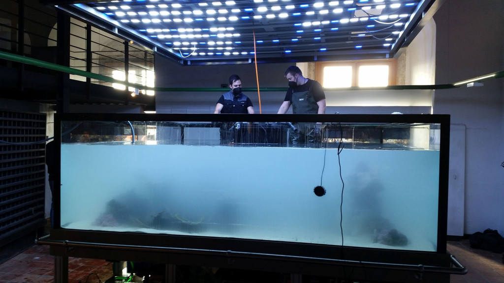 Zwei Männer in einem großen Aquarium. 