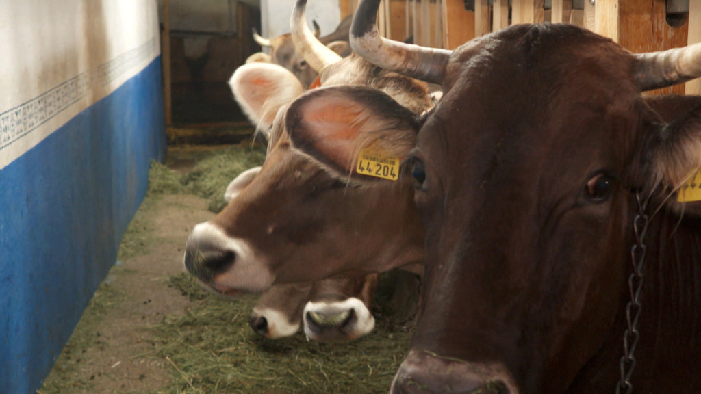 Discounter haben das Tierwohl entdeckt - auch als Werbemittel: Aldis Anzeigenkampagne weist auf die Einführung der Haltungskennzeichnung bei Milch hin: von gesetzlichem Mindeststandard  bis Premiumhaltung. Was bedeutet das für die Bauern?
