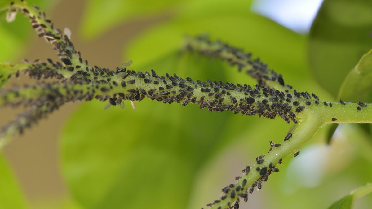 Schwarze Blattläuse an einer Pflanze (Symbolbild)
