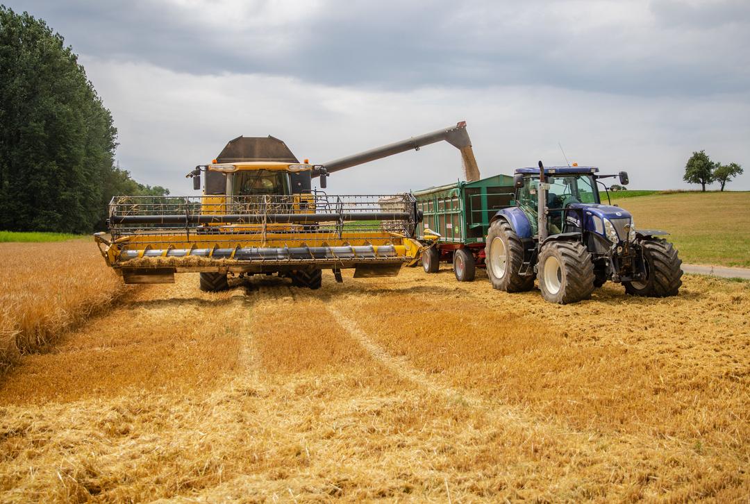 Ein Landwirt verlädt bei der Ernte mit seinem Mähdrescher die Körner in einen Anhänger. 