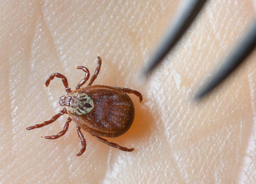 Die Zahl der Borreliose-Fälle ist gestiegen. Allein in den letzten vier Wochen um knapp 650. Eine Borreliose-Impfung könnte bald helfen. 