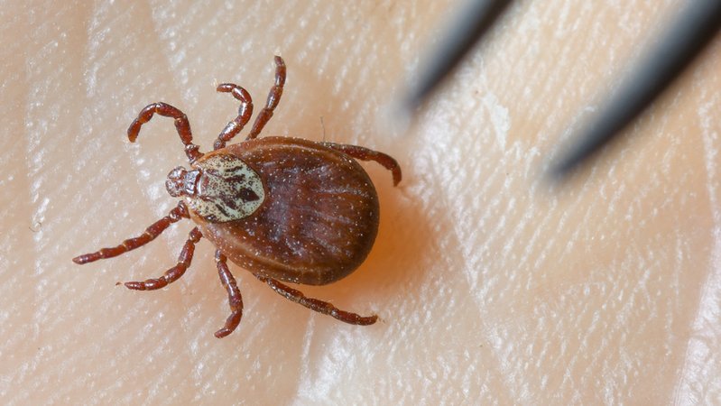 Die Zahl der Borreliose-Fälle ist gestiegen. Allein in den letzten vier Wochen um knapp 650. Eine Borreliose-Impfung könnte bald helfen. | Bild: dpa-Bildfunk/Patrick Pleul Die Zahl der Borreliose-Fälle ist gestiegen. Allein in den letzten vier Wochen um knapp 650. Eine Borreliose-Impfung könnte bald helfen.