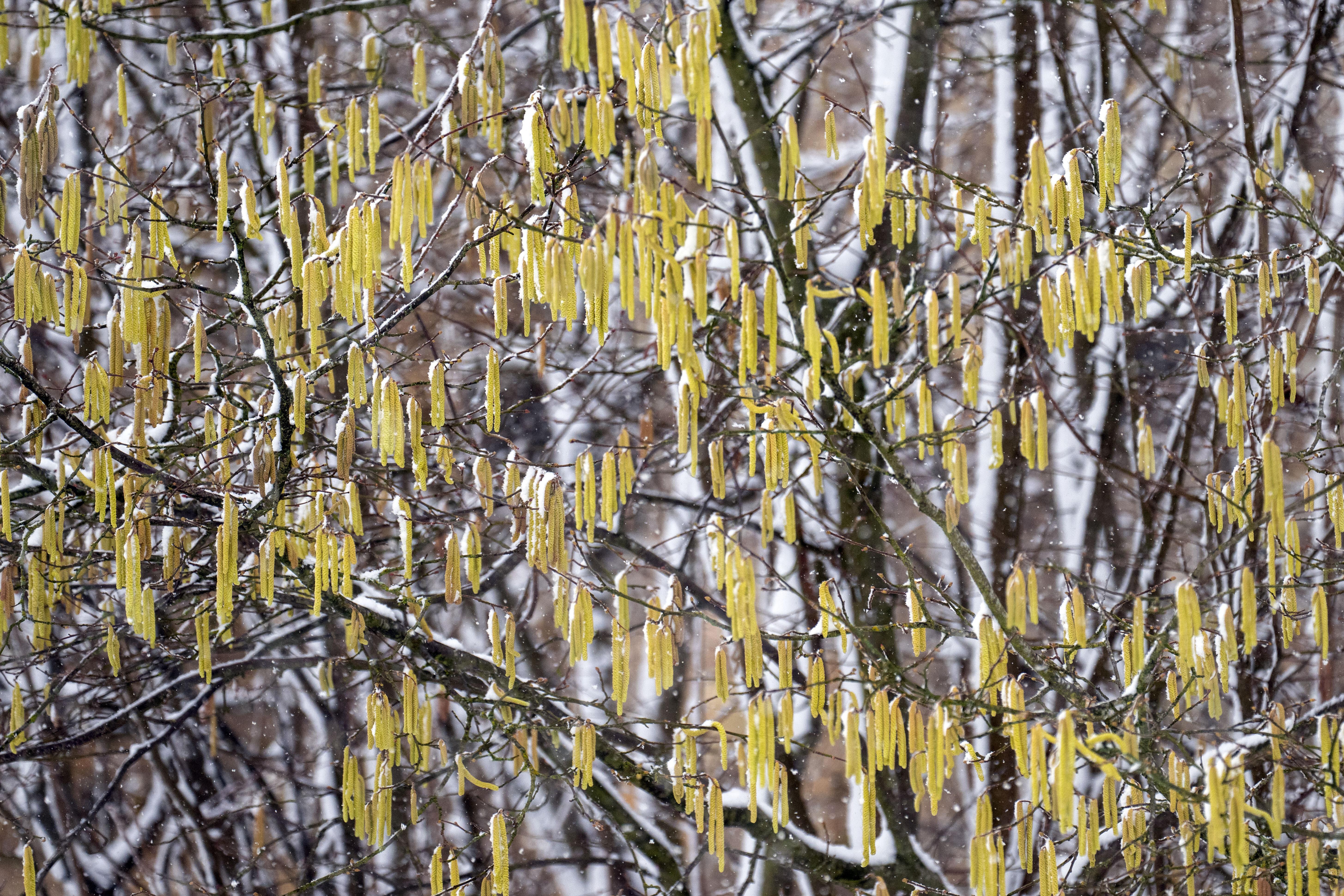 Pollenflug in Augsburg und Bayern: Hohe Belastung durch Hasel und Erle