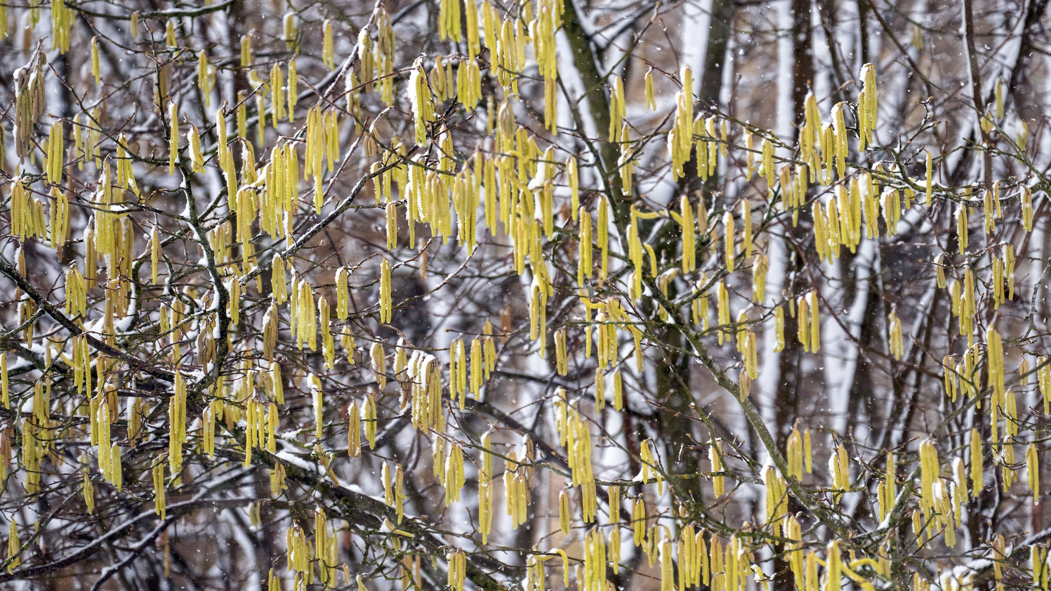Blühender Haselstrauch im Winter (Symbolbild)