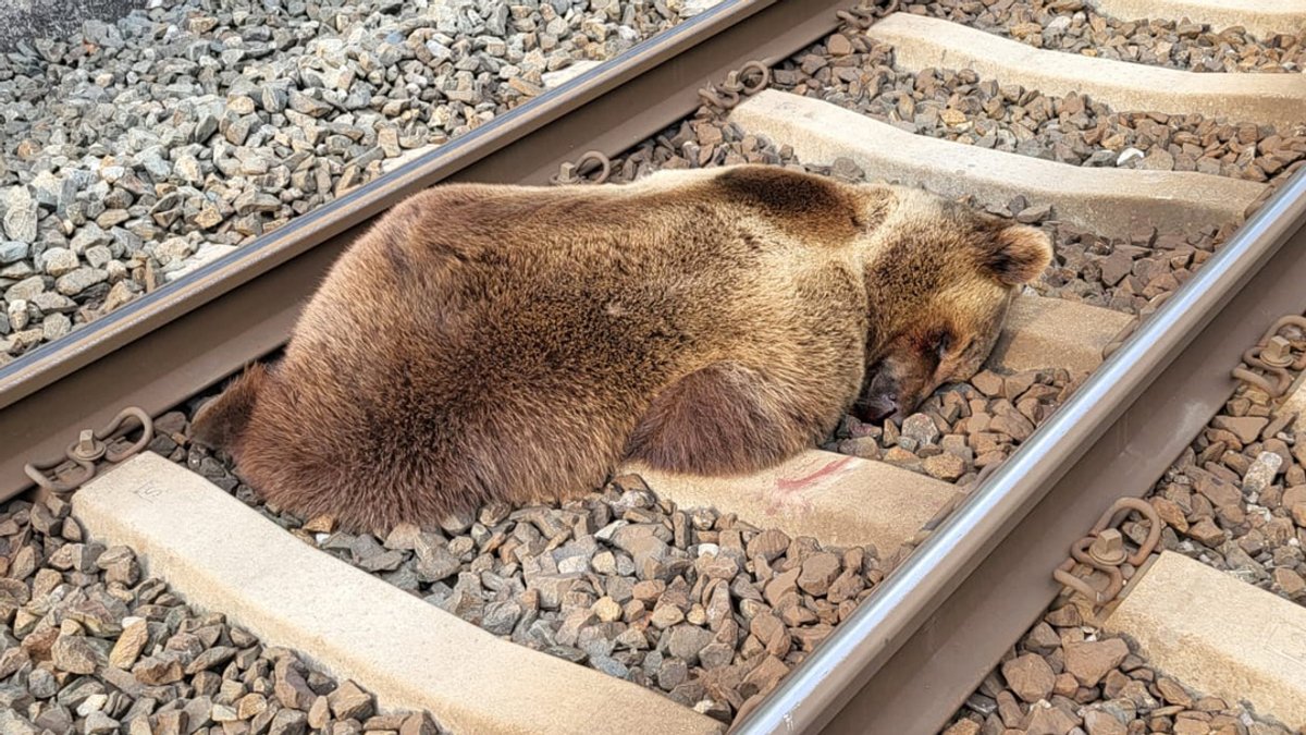 Ein Bär liegt tot auf den Gleisen in der Nähe des Bahnhofs Schwarzach-St. Veit im Salzburger Pongau