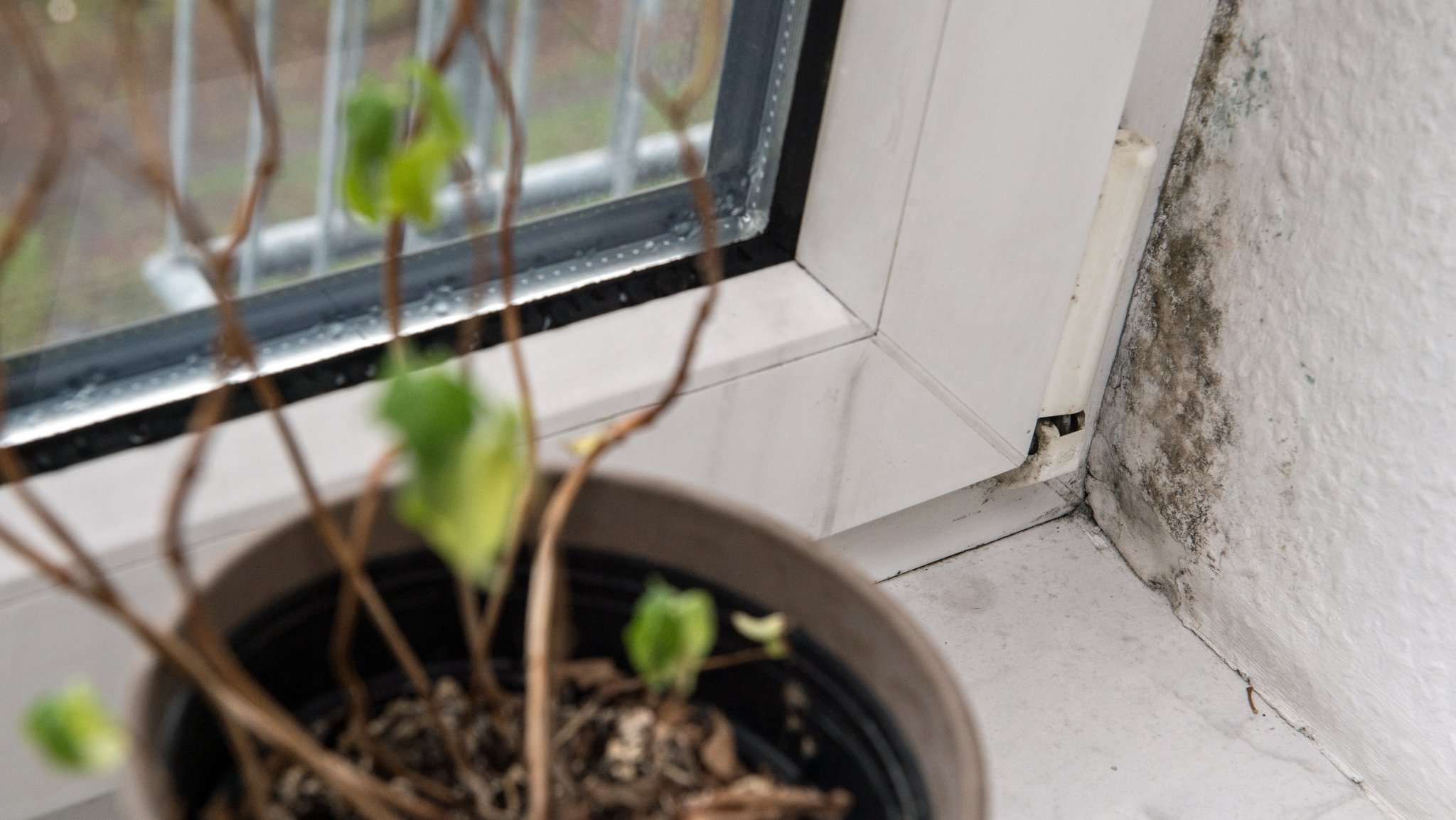 Eine Fensterbank mit Grünpflanze. Am Fenster sind Kondenstropfen und die Fensternische ist verschimmelt.