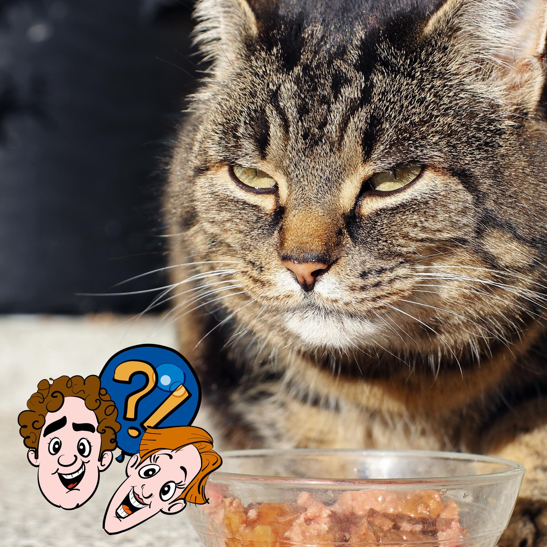 Warum gibt es kein Katzenfutter mit Mäusegeschmack?