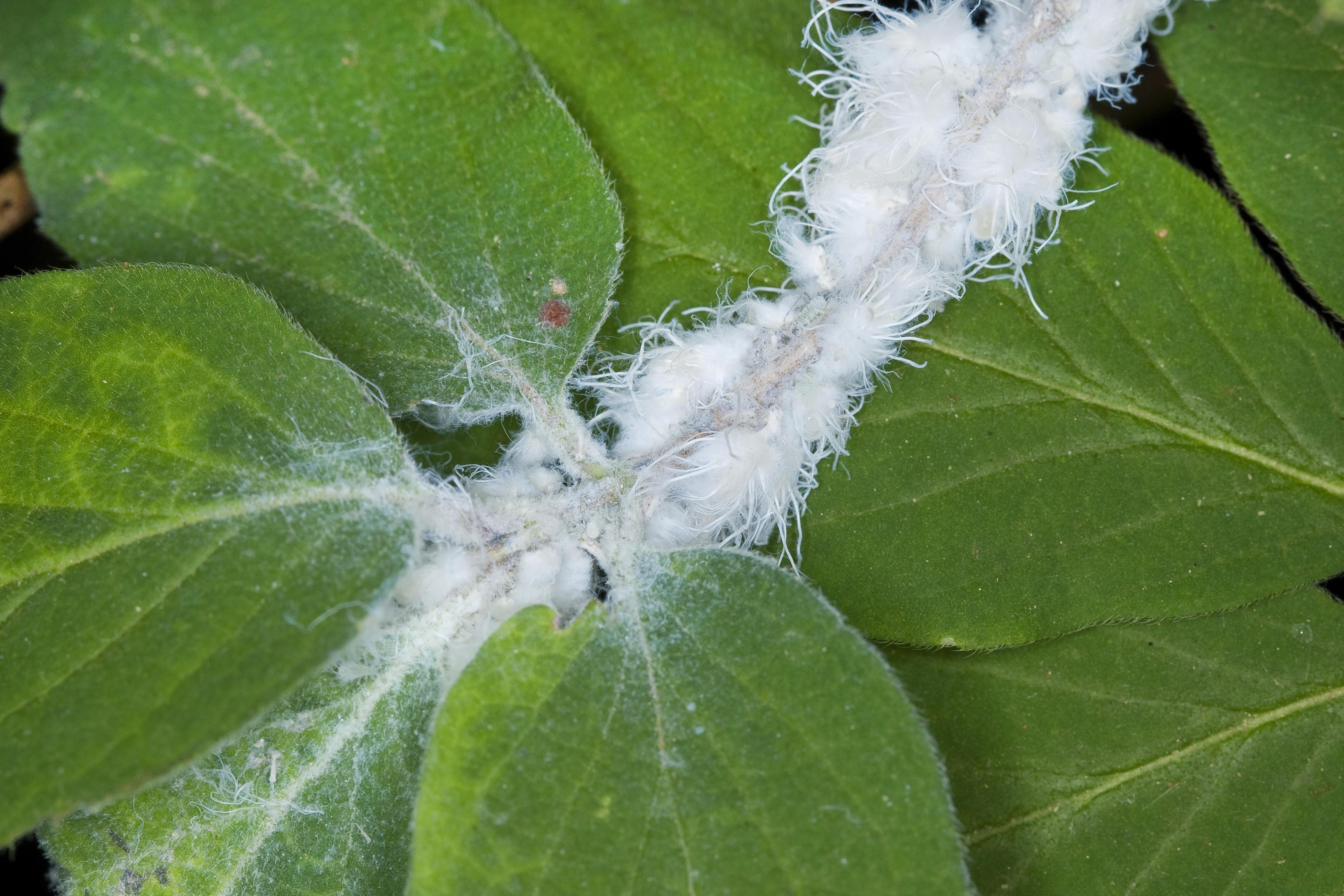 Wollläuse, auch Schmierläuse genannt, auf einer Pflanze