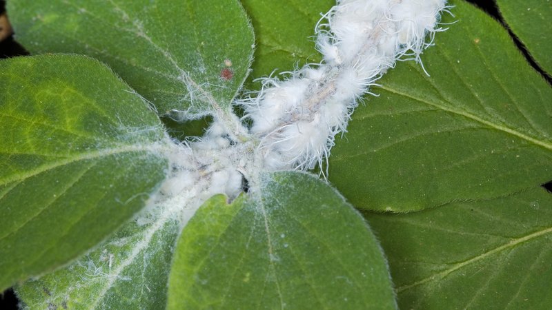 Wollläuse, auch Schmierläuse genannt, auf einer Pflanze | Bild: picture alliance / blickwinkel/F. Hecker | F. Hecker Wollläuse, auch Schmierläuse genannt, auf einer Pflanze