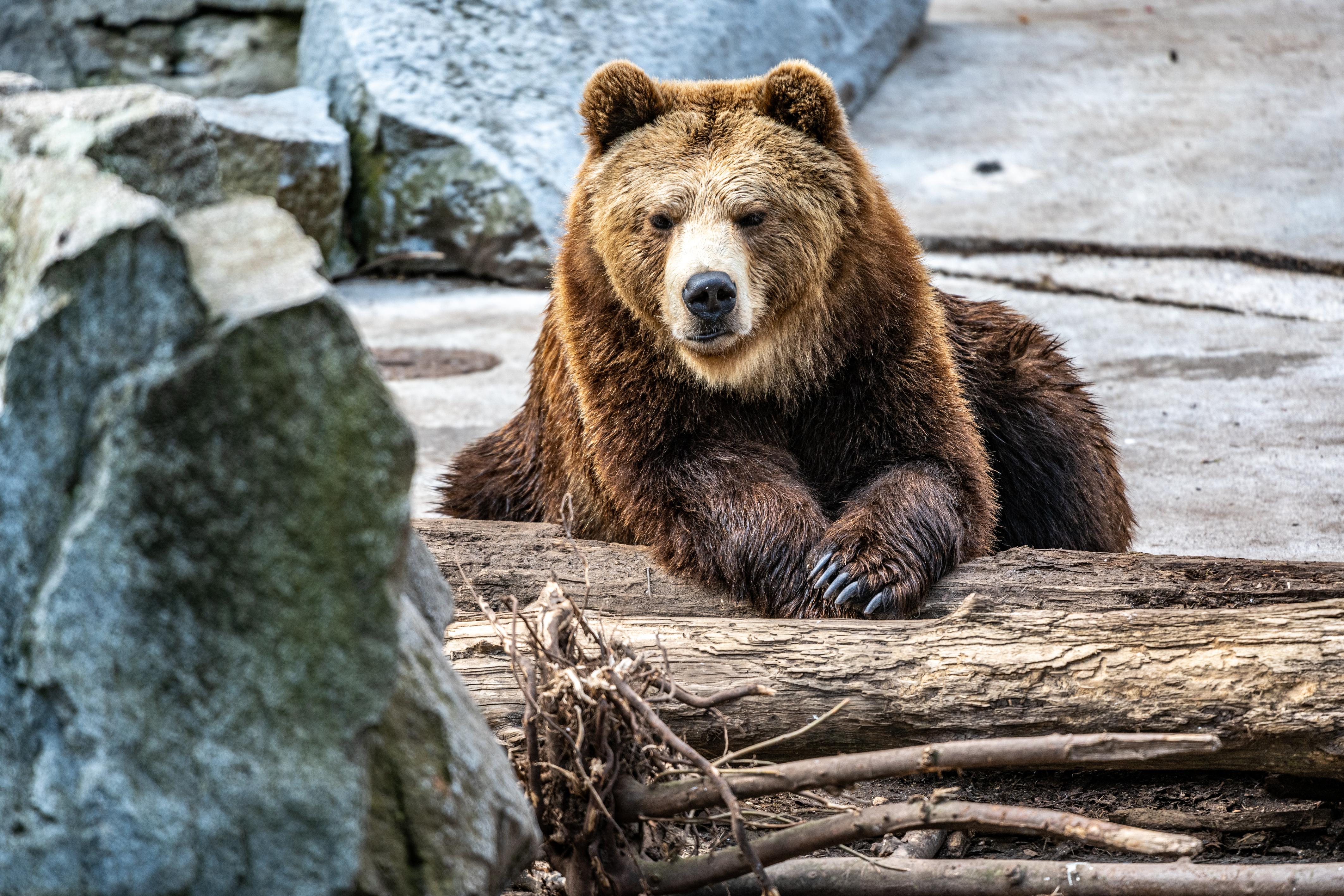 Braunbär im Straubinger Zoo. (Archivbild)