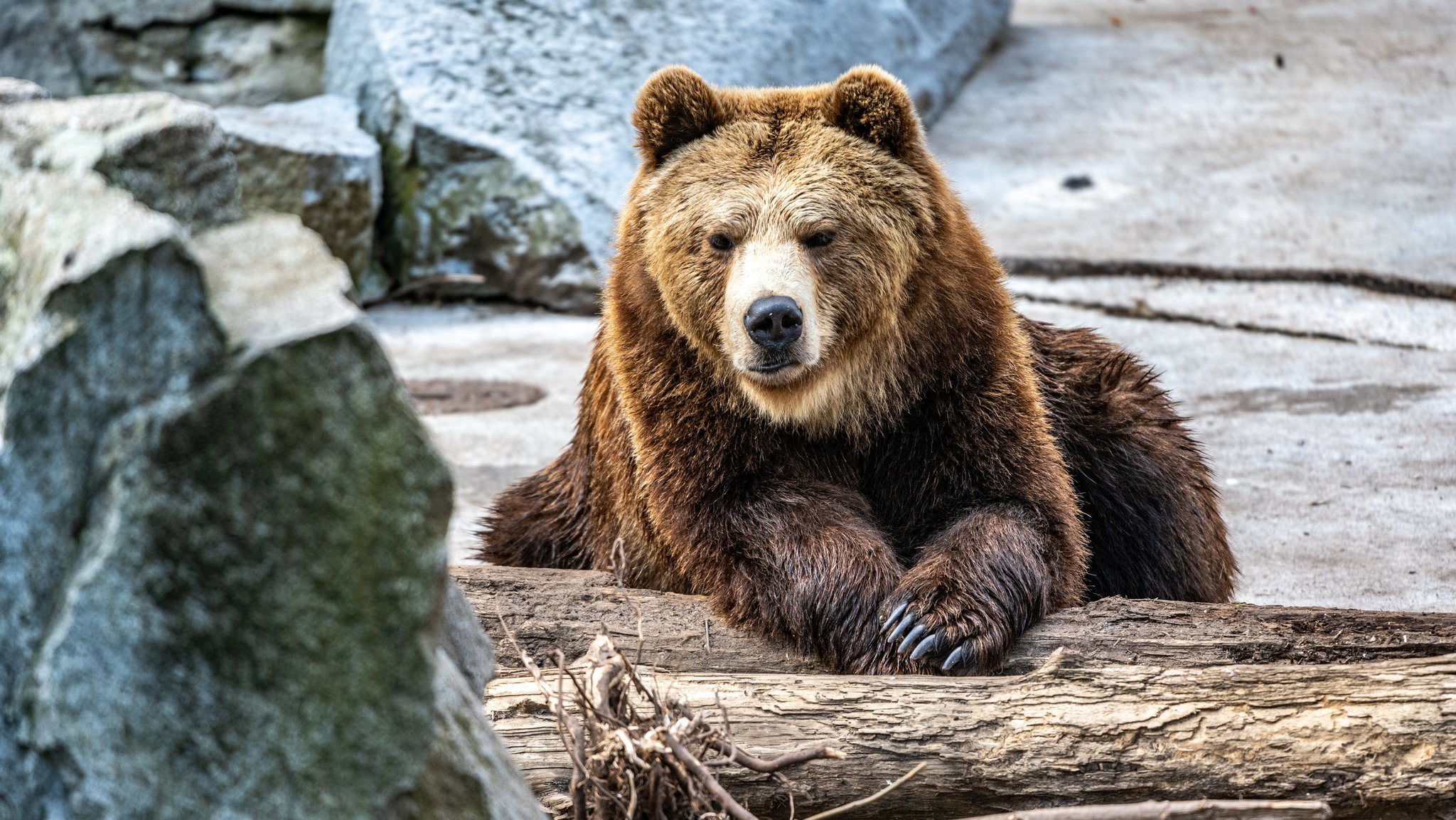 Braunbär im Straubinger Zoo. (Archivbild)