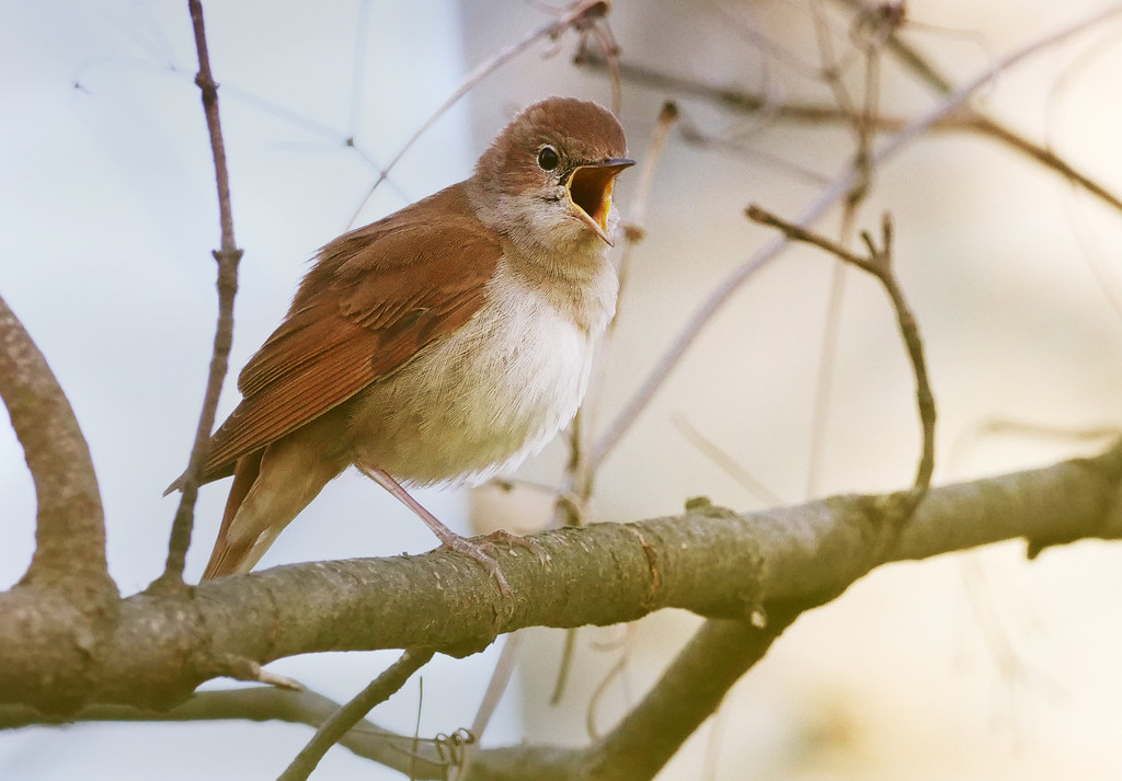 Dawn-Chorus-Projekt: Vogelstimmen aufnehmen für die Wissenschaft