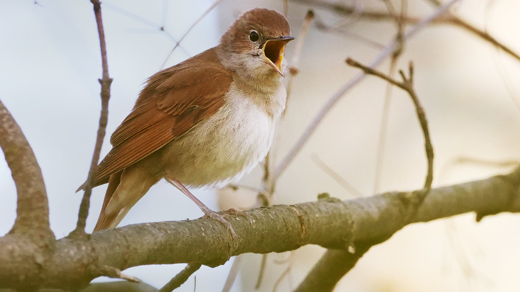 Dawn-Chorus-Projekt: Vogelstimmen aufnehmen für die Wissenschaft