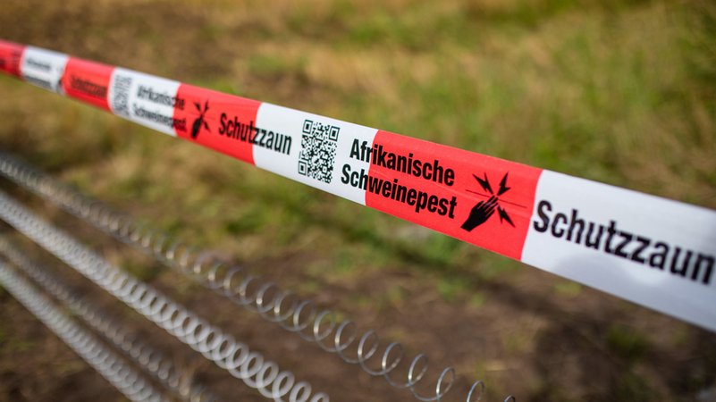 Absperrband Schweinepest (Symbolbild) | Bild: dpa-Bildfunk/Christoph Schmidt Absperrband Schweinepest (Symbolbild)