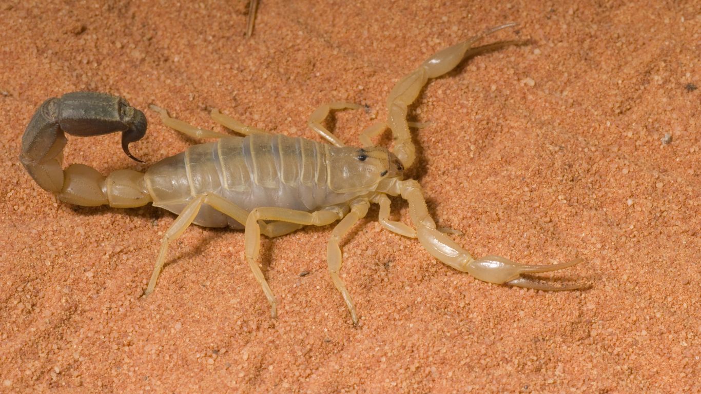 Dickschwanzskorpion - ein sehr giftiger Skorpion