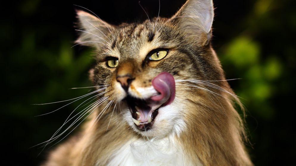 Kommt Der Impfstoff Gegen Katzenhaarallergie Br24