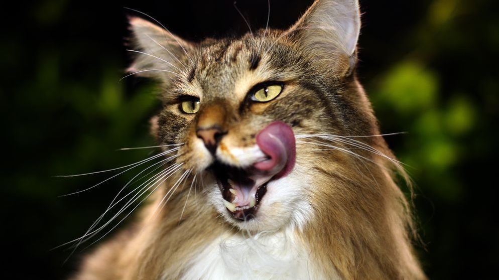 Kommt Der Impfstoff Gegen Katzenhaarallergie Br24