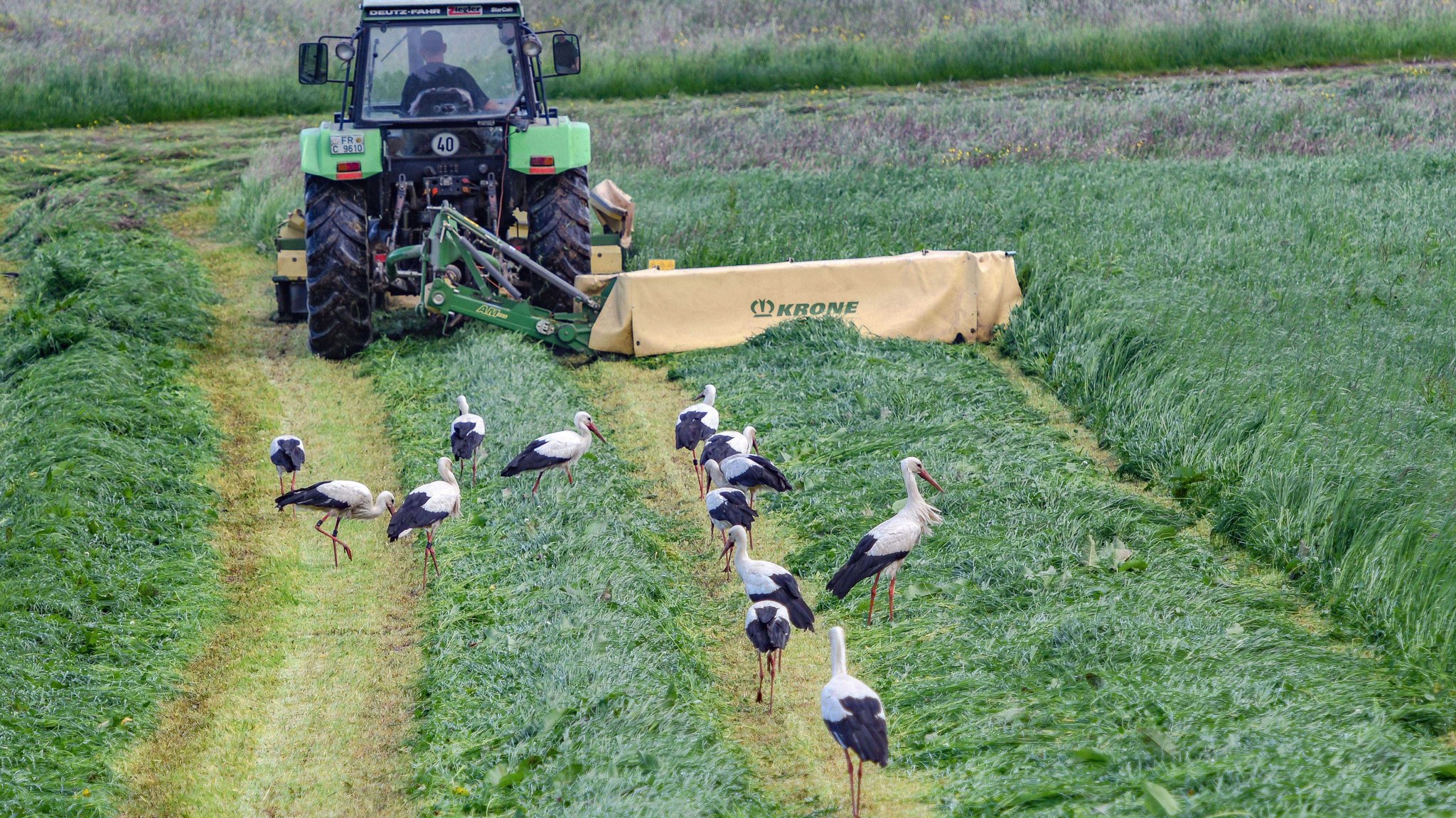 Störche riechen und fliegen auf frisch gemähtes Gras