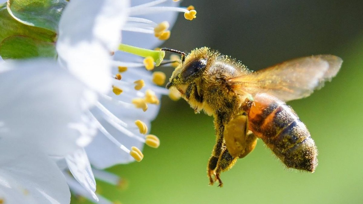 Biene an einer Blüte