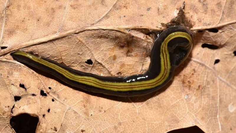 Die markant gefärbte Landplanarie Caenoplana variegata | Bild: Zoologischen Staatssammlung München/Kathrin Glaw Die markant gefärbte Landplanarie Caenoplana variegata