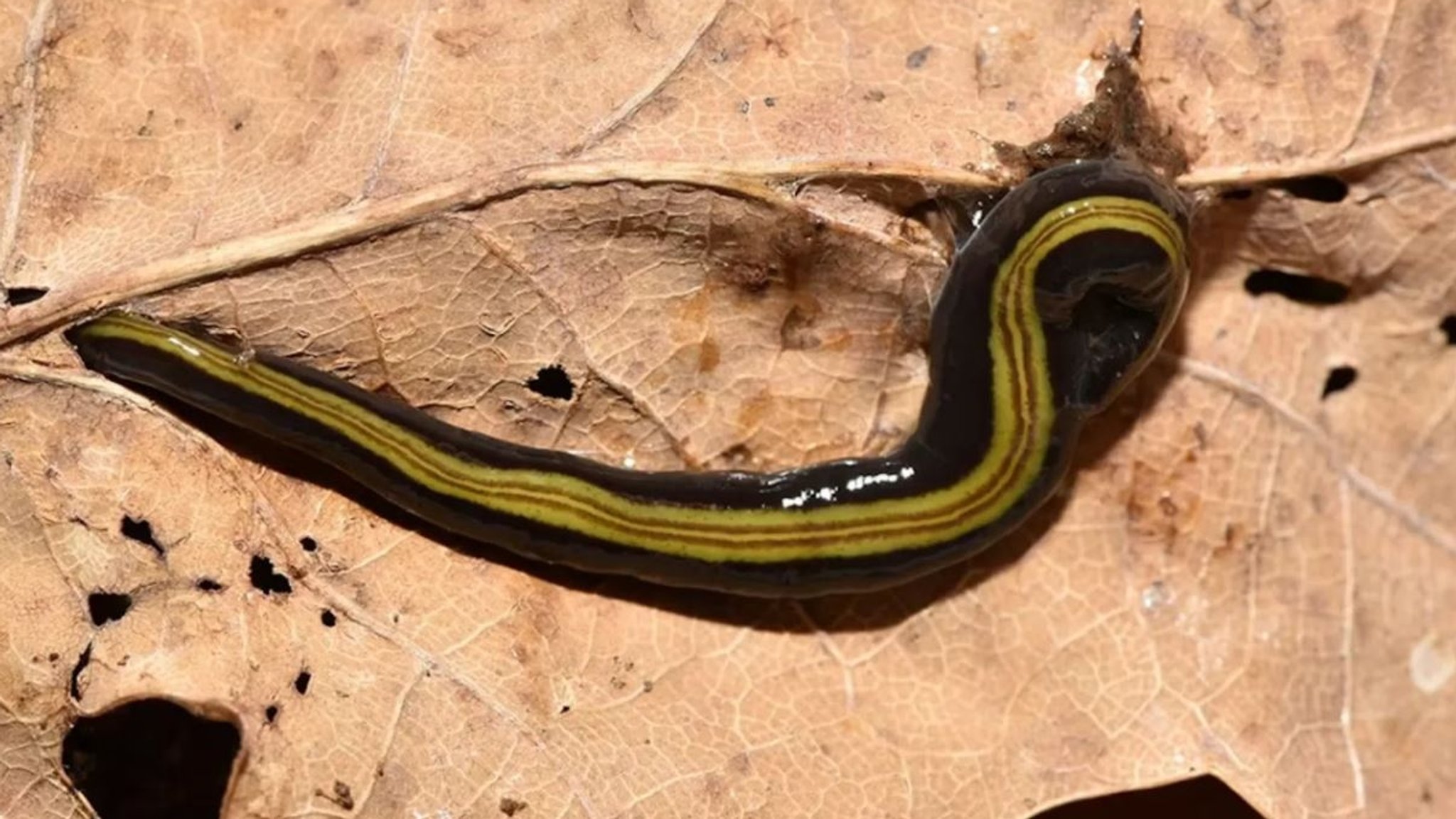 Die markant gefärbte Landplanarie Caenoplana variegata