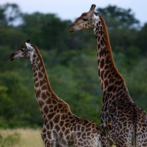 Die Giraffe - Bedrohte Savannenkönigin mit Überblick | Bild: colourbox.com