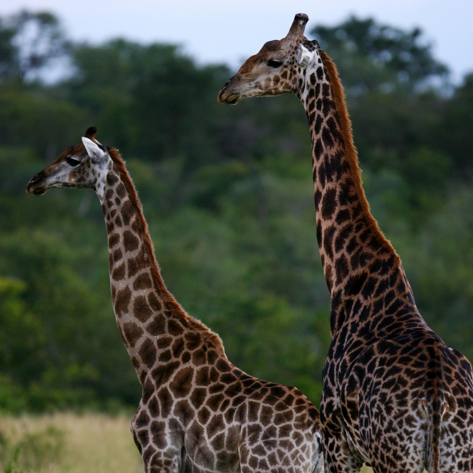 Die Giraffe - Bedrohte Savannenkönigin mit Überblick