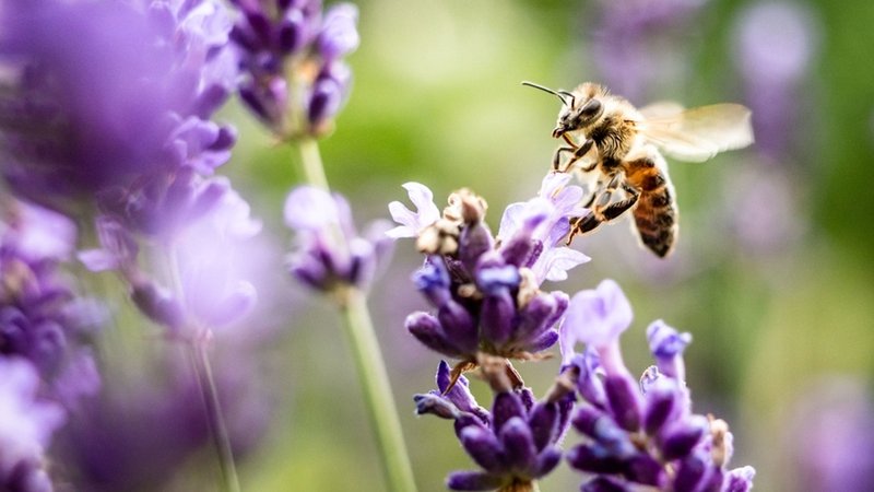 Biene sucht Lavendelblüten nach Nektar ab