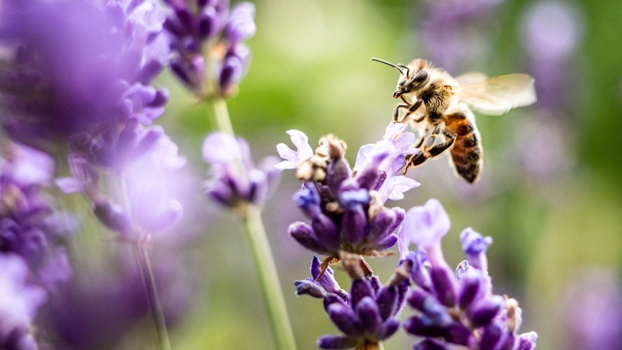 "Rettet die Bienen": Bund Naturschutz zieht "gemischtes Fazit"