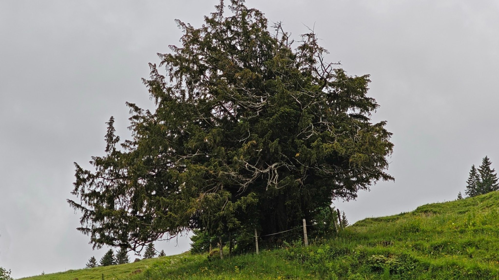 Die "Ureibe" steht an einem Hang zwischen Steibis und Balderschwang im Oberallgäu.