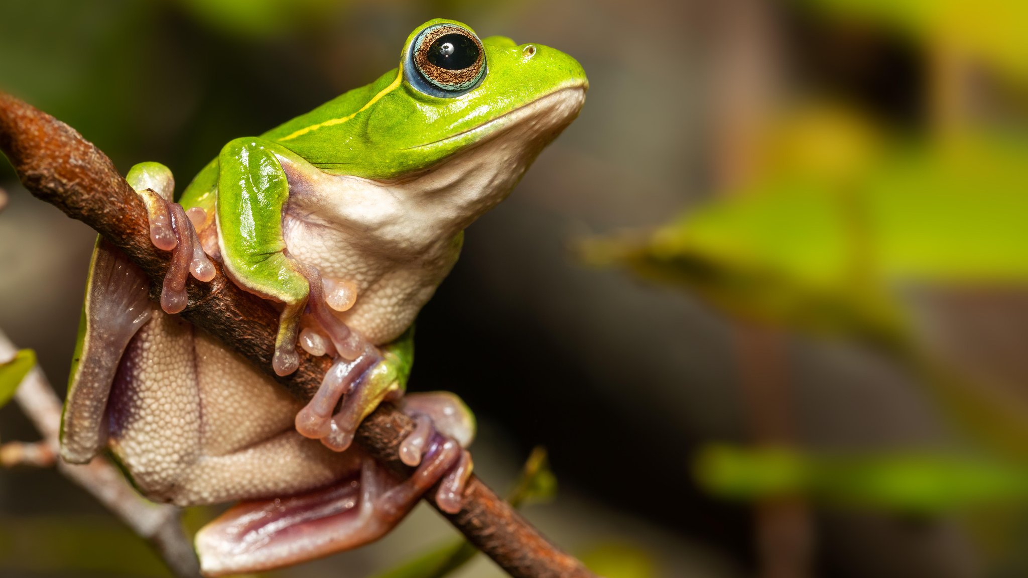 Ein Frosch sitzt auf einem Ast.