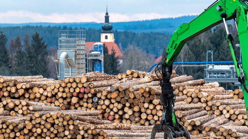 Holzstämme liegen auf dem Gelände des Sägewerks der Ziegler Group in Plößberg. | Bild: picture alliance/dpa | Armin Weigel Holzstämme liegen auf dem Gelände des Sägewerks der Ziegler Group in Plößberg.