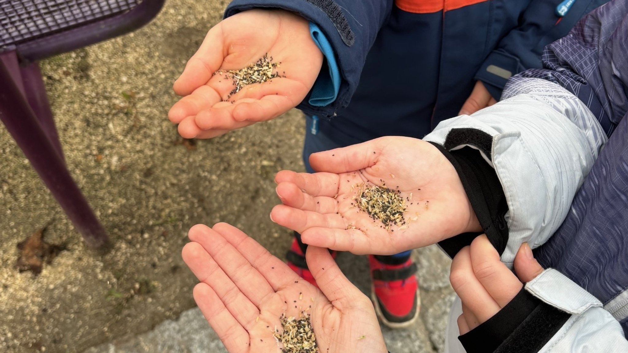 Drei nach oben geöffnete Kinderhände. In jeder Hand befindet sich eine kleine Portion Samenkörner