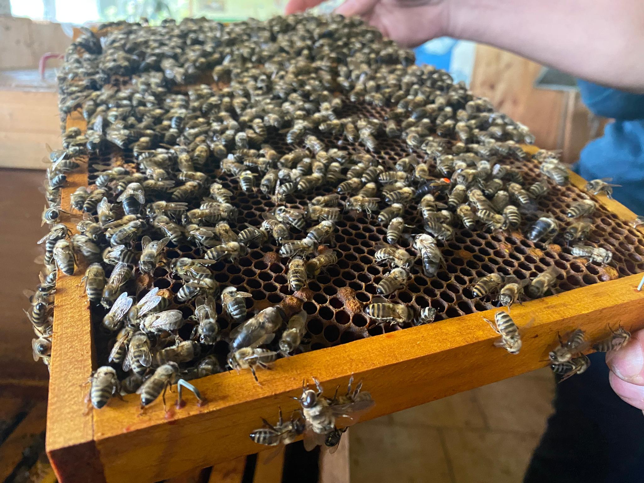 Weltbienentag: Ein schlechter Frühling für die Bienen in ...