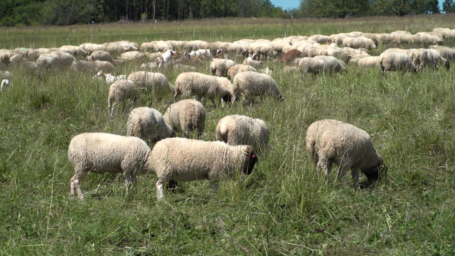 Rhönschafe auf einer Weide (Archiv-Bild)
