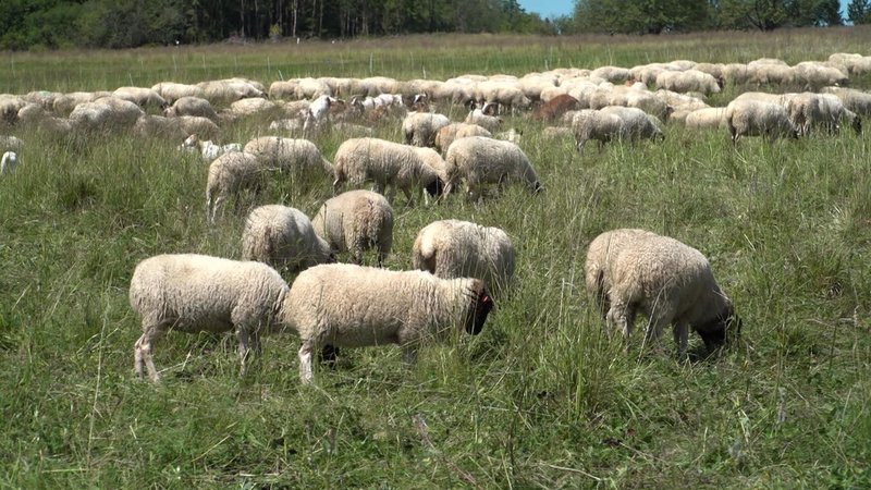 Rhönschafe auf einer Weide (Archiv-Bild) | Bild: Bayerischer Rundfunk 2024 Rhönschafe auf einer Weide (Archiv-Bild)