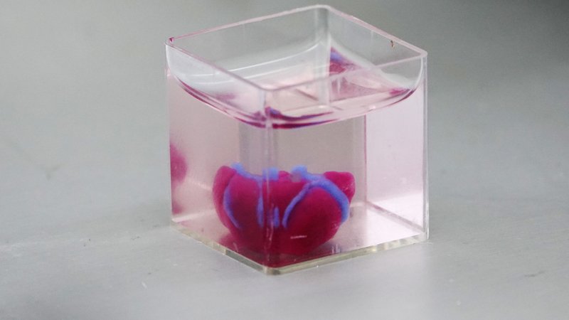 Israelische Forscher haben mit einem 3D-Drucker ein Mini-Herz aus menschlichem Gewebe erzeugt.